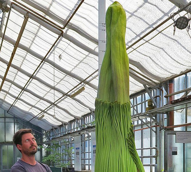 Die Titanenwurz blüht endlich – aber nur noch heute