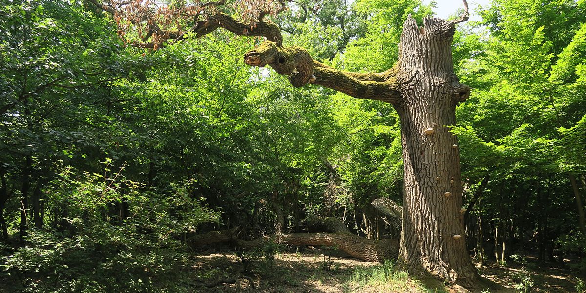 Bisher unbekannter Käfer im Burgenland entdeckt