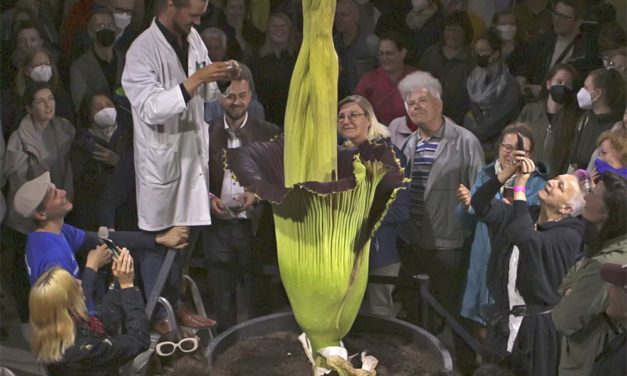 Blühende Stinkerin: Wiener Titanenwurz wird untersucht