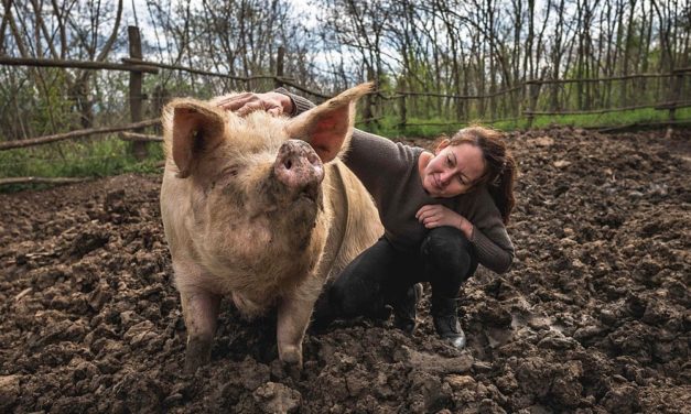 Pferde und Schweine deuten Emotionen in der menschlichen Stimme