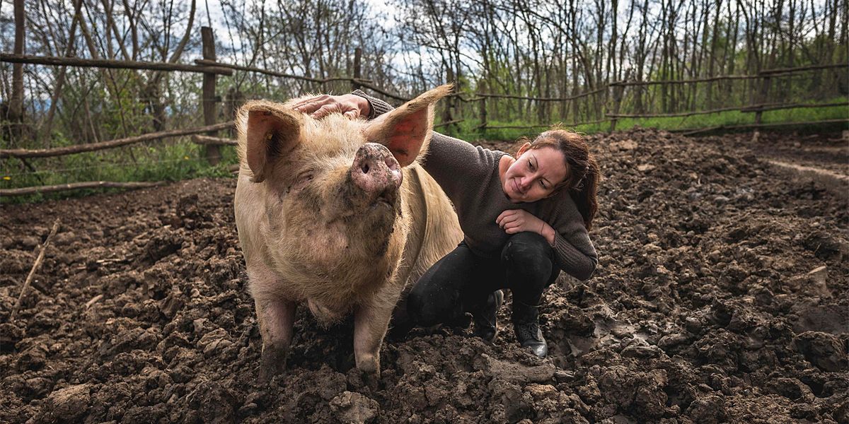 Pferde und Schweine deuten Emotionen in der menschlichen Stimme