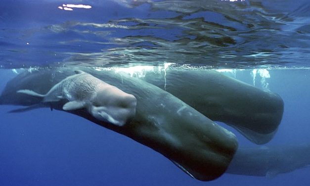 High-Tech-Projekt zur Rettung der Pottwal im Mittelmeer lief erfolgreich