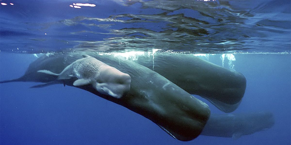 High-Tech-Projekt zur Rettung der Pottwal im Mittelmeer lief erfolgreich