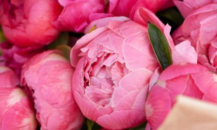 So bringen Sie den Pfingstrosenstrauch zum Blühen