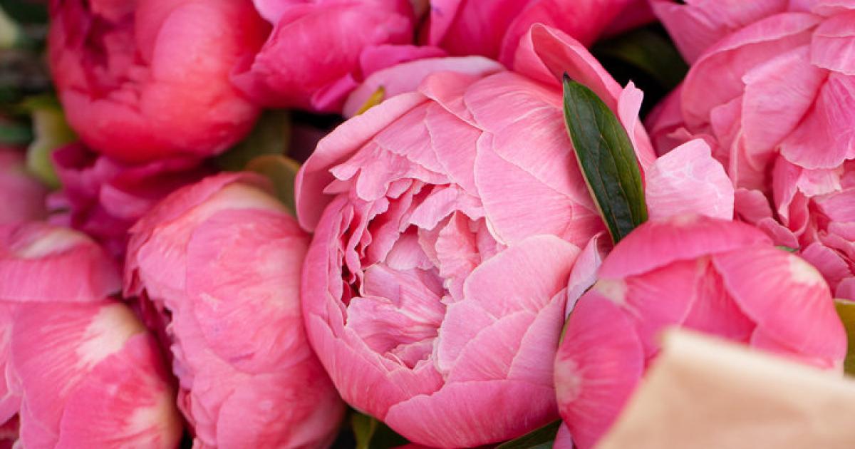 So bringen Sie den Pfingstrosenstrauch zum Blühen