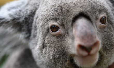 Hunde auf der Suche nach Koala-Kot soll helfen, den berühmten Beutler zu retten