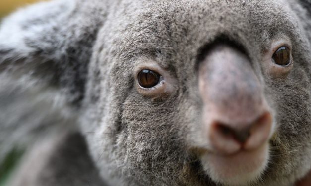 Hunde auf der Suche nach Koala-Kot sollen helfen, den berühmten Beutler zu retten