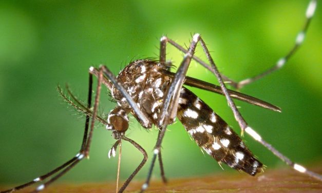 Asiatische Tigermücke ist heuer in Österreich aktiv