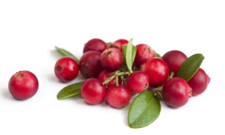 Cranberries: Wie die Beere Ihre Gedächtnisleistung verbessert