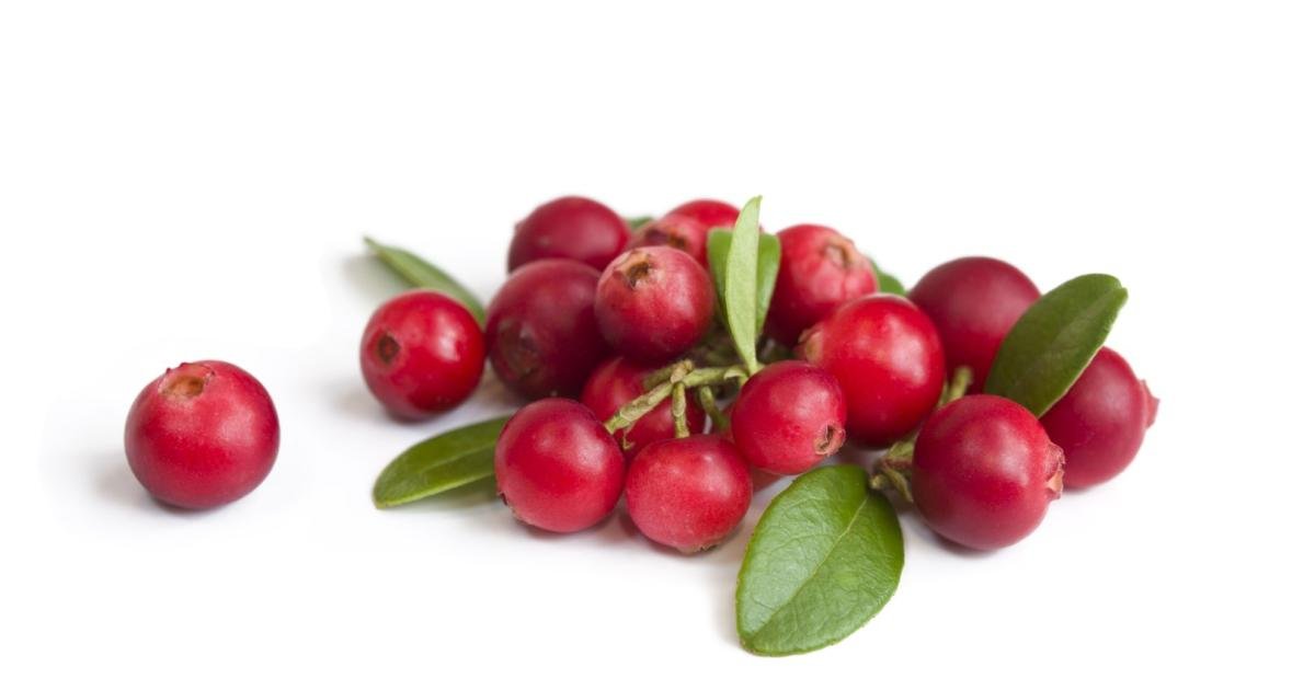 Cranberries: Wie die Beere Ihre Gedächtnisleistung verbessert