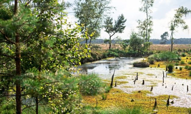 Die unterschätzte Rolle der Moore im Klimawandel