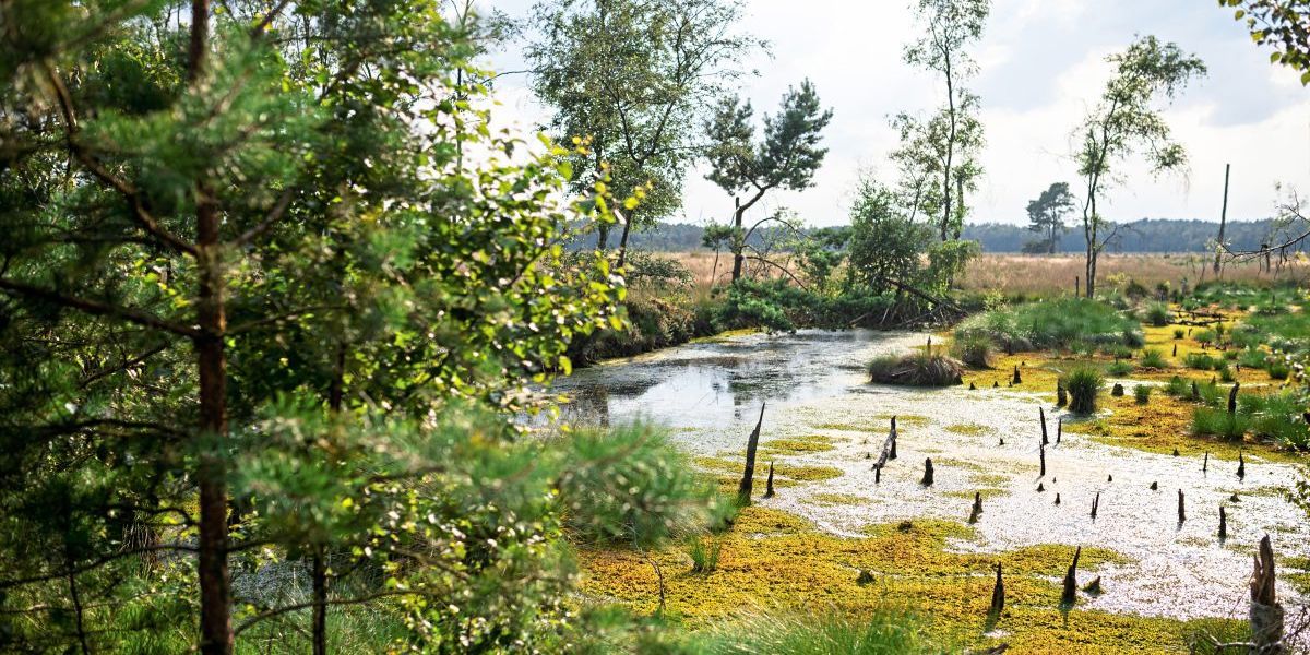 Die unterschätzte Rolle der Moore im Klimawandel