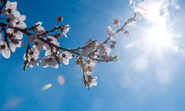 Außergewöhnlich starke Baumblüte neigt sich dem Ende zu