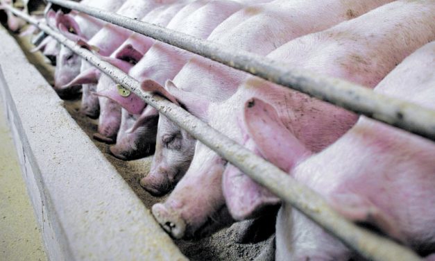 Tierhaltende Betriebe beklagen steigenden wirtschaftlichen Druck