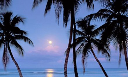 Würmer beginnen ihr Rendezvous, wenn die Nacht am dunkelsten ist