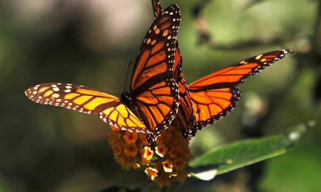 Mehr Monarchfalter überwinterten in Mexikos Wäldern