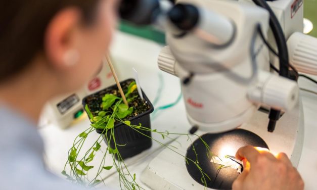 Zahl des Forschungspersonals stieg um fast 50 Prozent