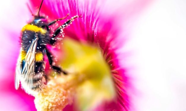 Unkrautvernichter Glyphosat kann für Hummeln gefährlich werden