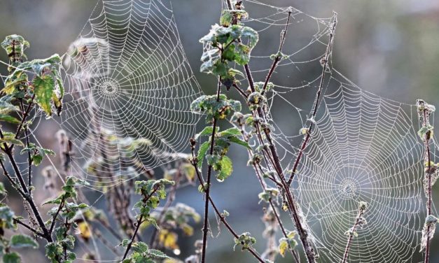 Mikroplastik findet sich in zahlreichen Spinnennetzen