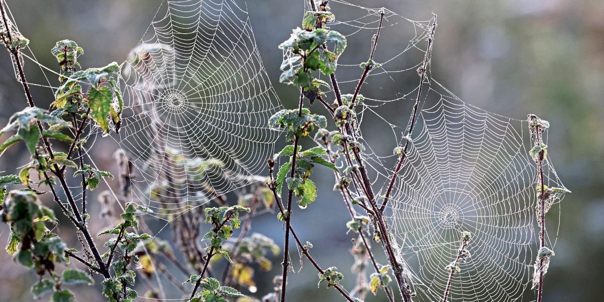 Mikroplastik findet sich in zahlreichen Spinnennetzen