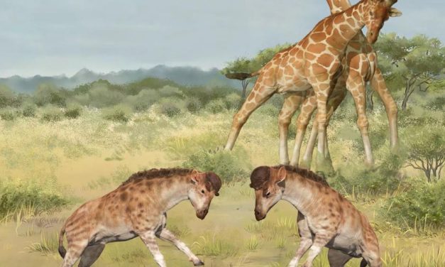 „Einhornfund“ zeigt: Kopfnüsse könnten Giraffen zum langen Hals verholfen haben