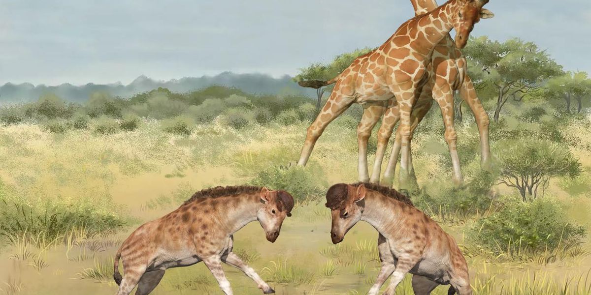 „Einhornfund“ zeigt: Kopfnüsse könnten Giraffen zum langen Hals verholfen haben