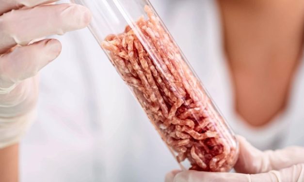 Designte Hefen könnten Fleisch mit möglichst geringem Tierleid erschaffen