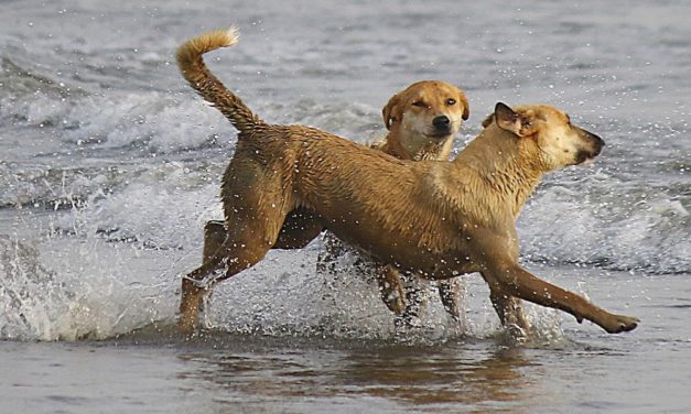 Wie Hunde lernen, wenn sie ihr Leben allein regeln müssen
