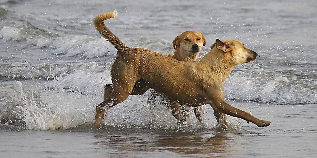 Wie Hunde lernen, wenn sie ihr Leben allein regeln müssen