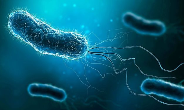 Moderne Waffen gegen das Magenbakterium Helicobacter pylori
