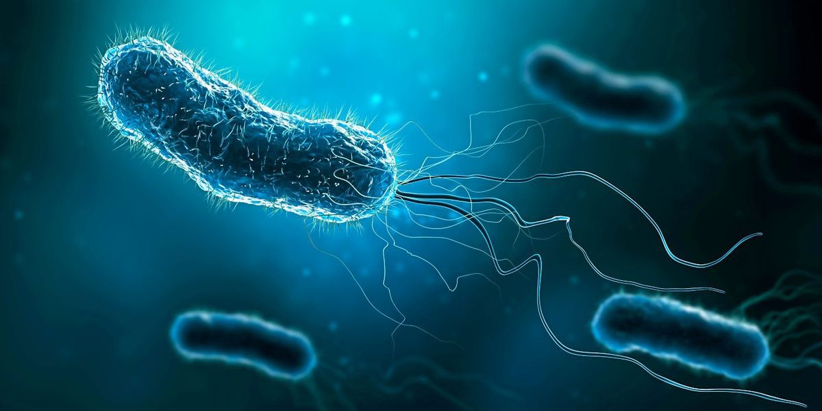 Moderne Waffen gegen das Magenbakterium Helicobacter pylori