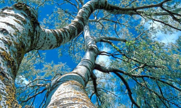 Gezielte Mikroernährung lindert Allergiesymptome