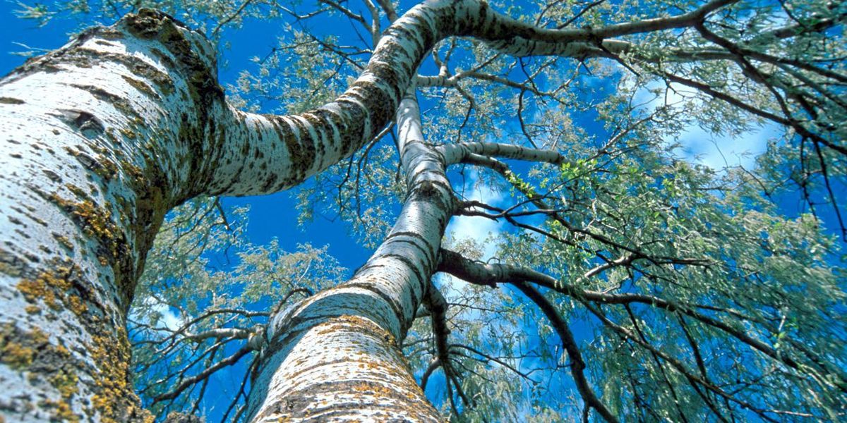 Gezielte Mikroernährung lindert Allergiesymptome