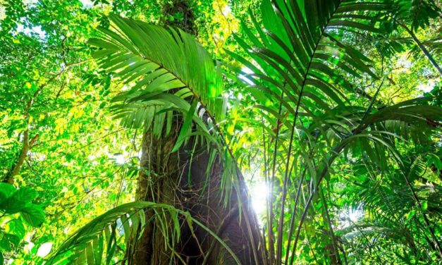 Wiederaufforstung in den Tropen kann Ökosysteme schädigen