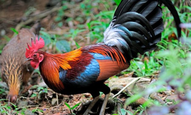 Die Geschichte des Haushuhns muss umgeschrieben werden