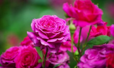 Tipp vom Gärtner: Morgensonne für die Rose