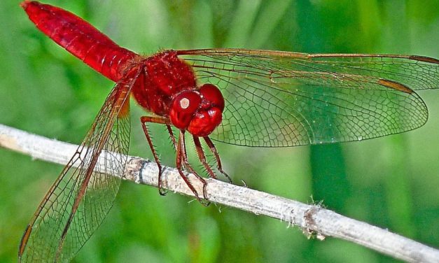 Wenigstens wärmeliebende Insekten können vom Klimawandel profitieren