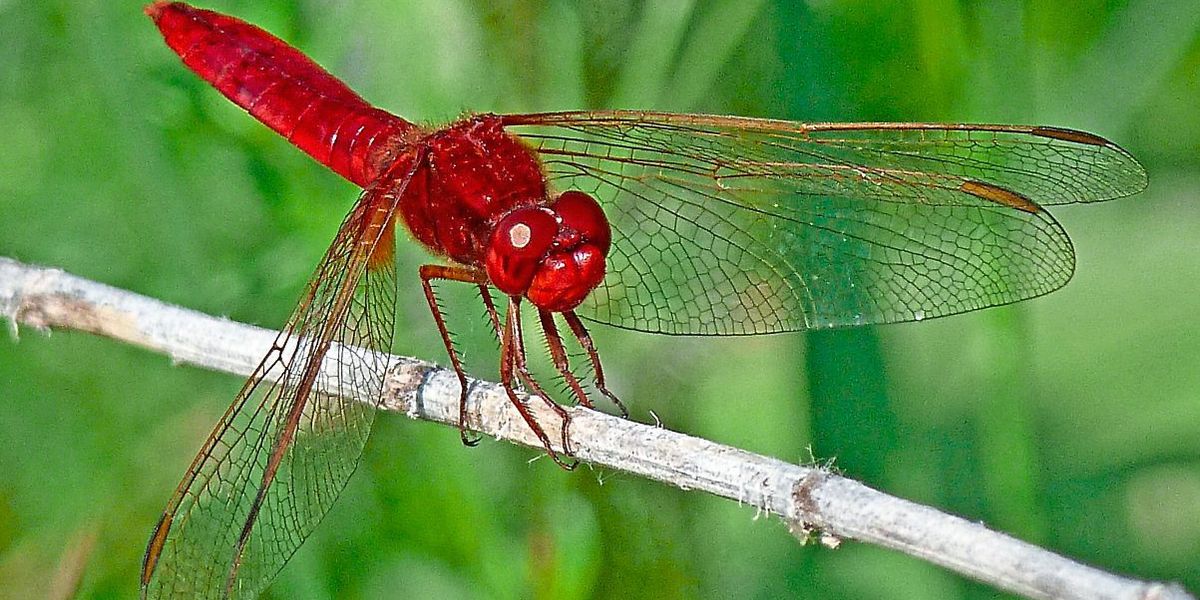 Wenigstens wärmeliebende Insekten können vom Klimawandel profitieren