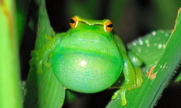 Unterschätztes Brasilien: Einzigartiger Hotspot der Biodiversität