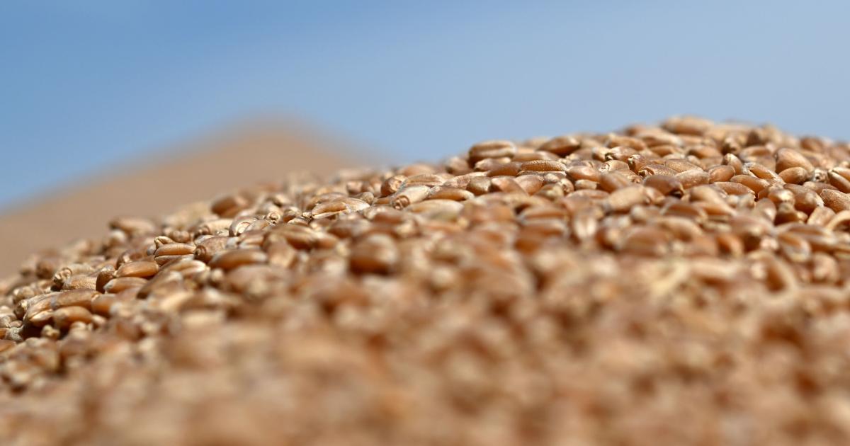 Ukraine war im Vorjahr weltweit fünftgrößter Weizenexporteur