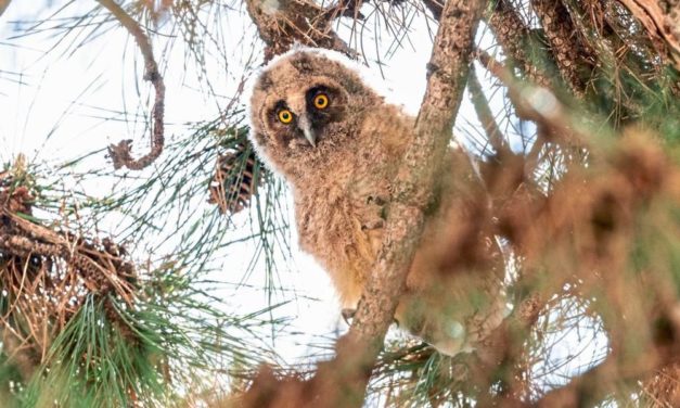 Jungeulen haben sich am Wiener Maria-Theresien-Platz angesiedelt