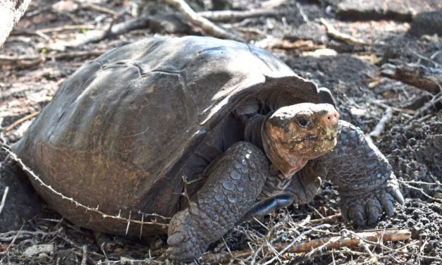 Die „fantastische Riesenschildkröte“ lebt doch!