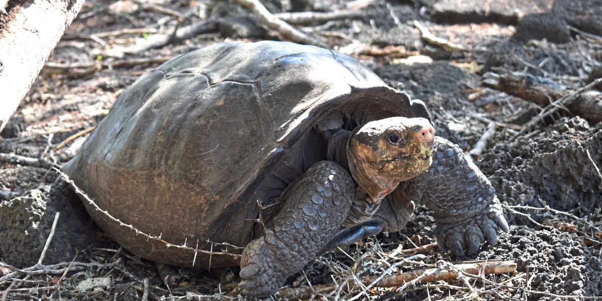 Die „fantastische Riesenschildkröte“ lebt doch!