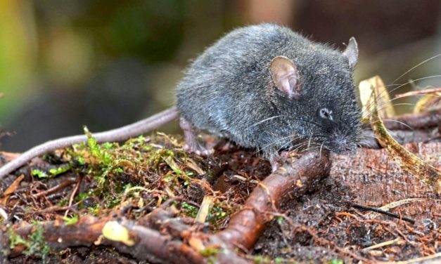 Fünf neue Hochgebirgs-Nagetiere in den Anden entdeckt