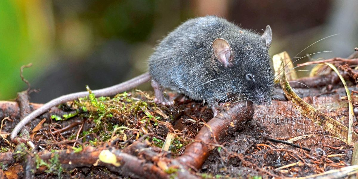 Fünf neue Hochgebirgs-Nagetiere in den Anden entdeckt