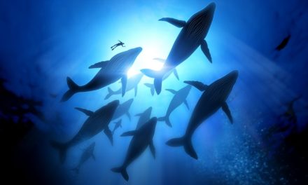 Bitcoin-Schnäppchen: Großinvestoren greifen zu