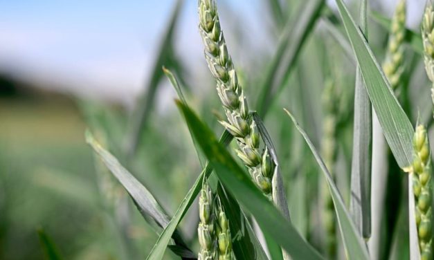 Wie krisensicher sind unsere Lebensmittel-Lieferketten?