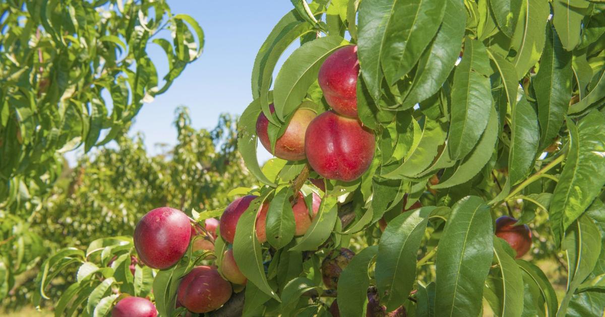 Nektarinenbaum braucht luftigen Standort