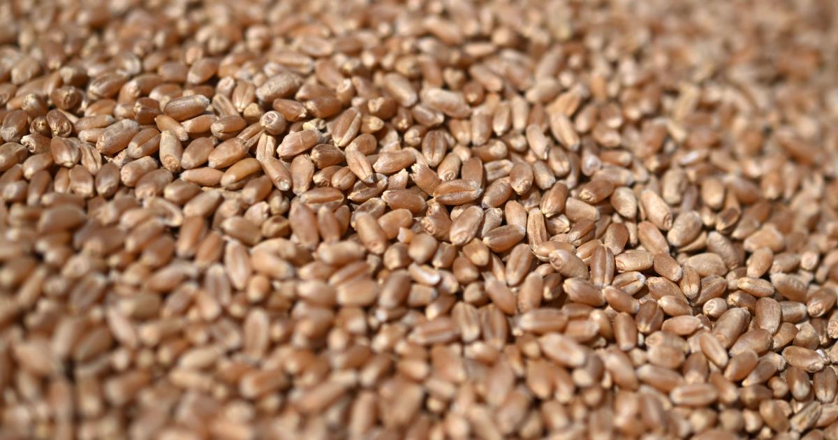 Italiens Weizenproduktion wegen Dürre um 15 Prozent rückgängig