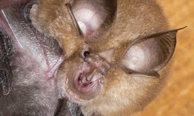 Fledermäuse leiden unter Giftstoffen und Lebensraumverlust